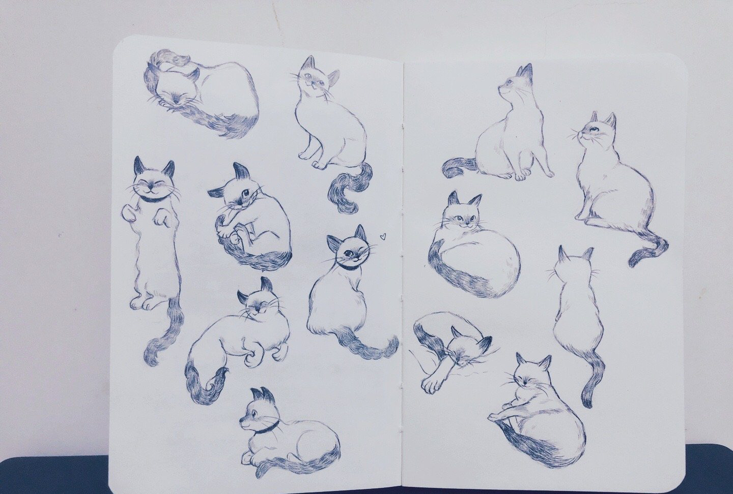 Cat gesture sketchbook studies